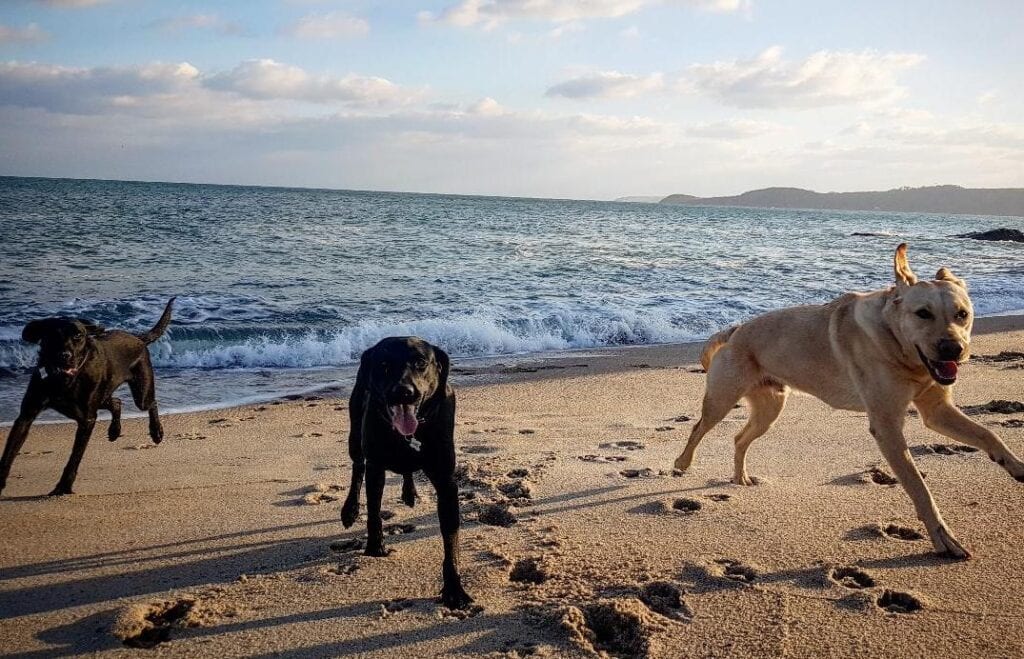three dogs running on a beach during a spring break in North Devon