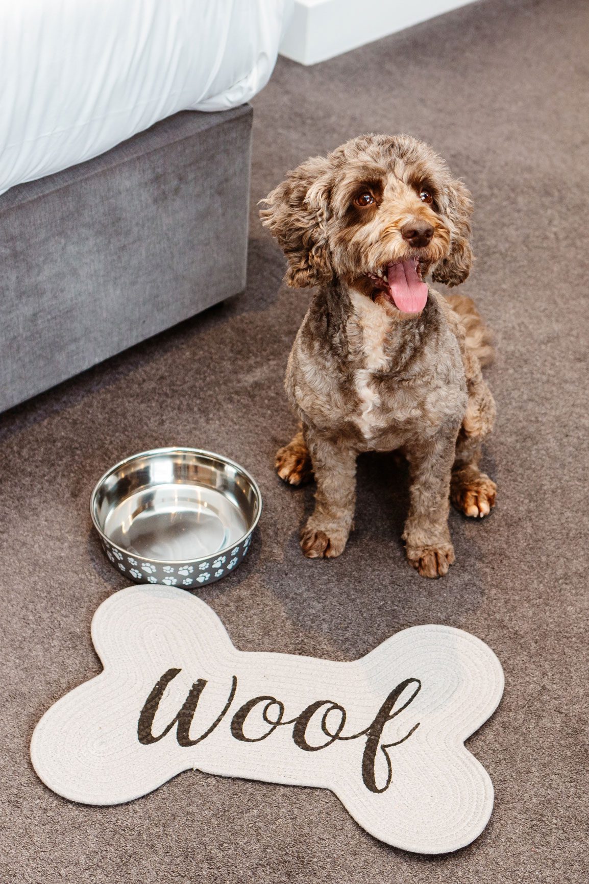 A dog sat in a dog friendly hotel in North Devon with a dog bowl in the room