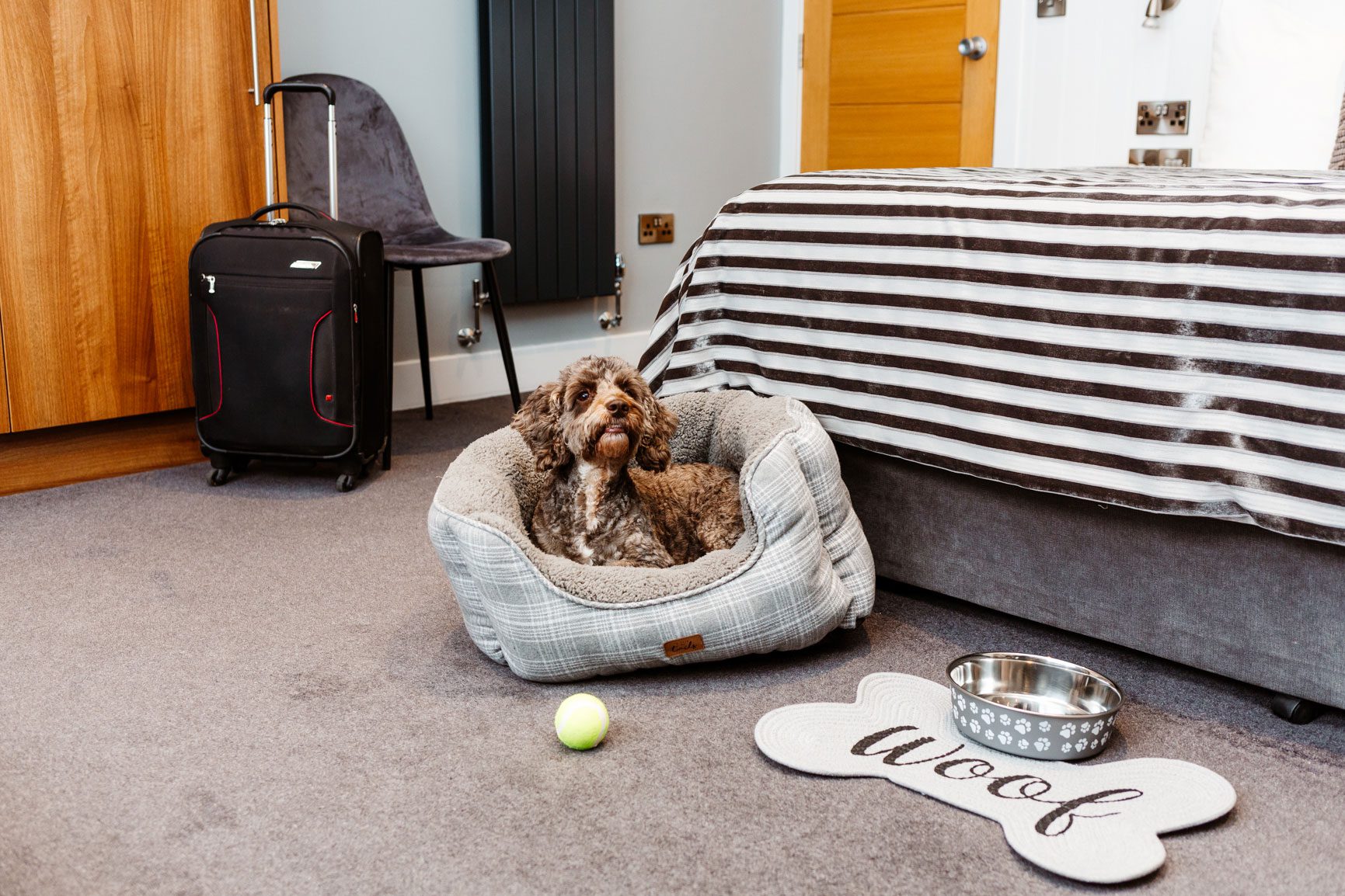 A dog sat in a dog bed in a hotel room in a dog-friendly hotel in North Devon
