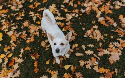 Plan the Perfect Dog-Friendly Autumn Break in North Devon