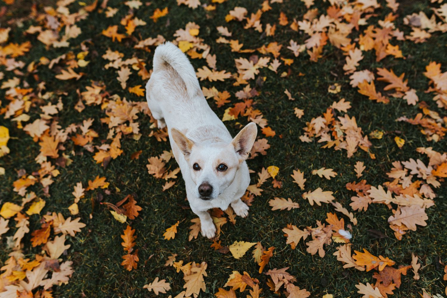 Autumn walk with a dog surrounded by fallen orange leaves on the grass