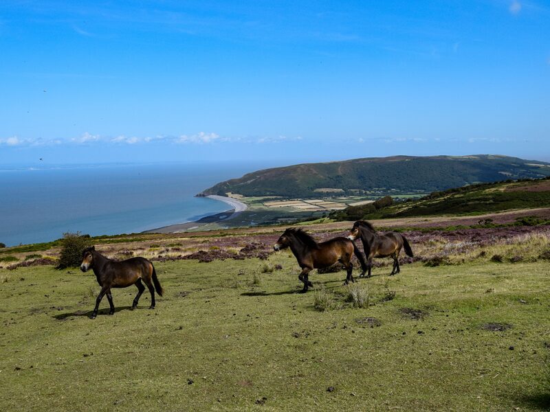 Exmoor ponies