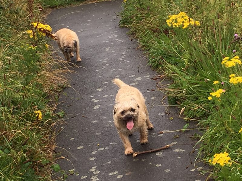 Leo Tess Spring flowerspp