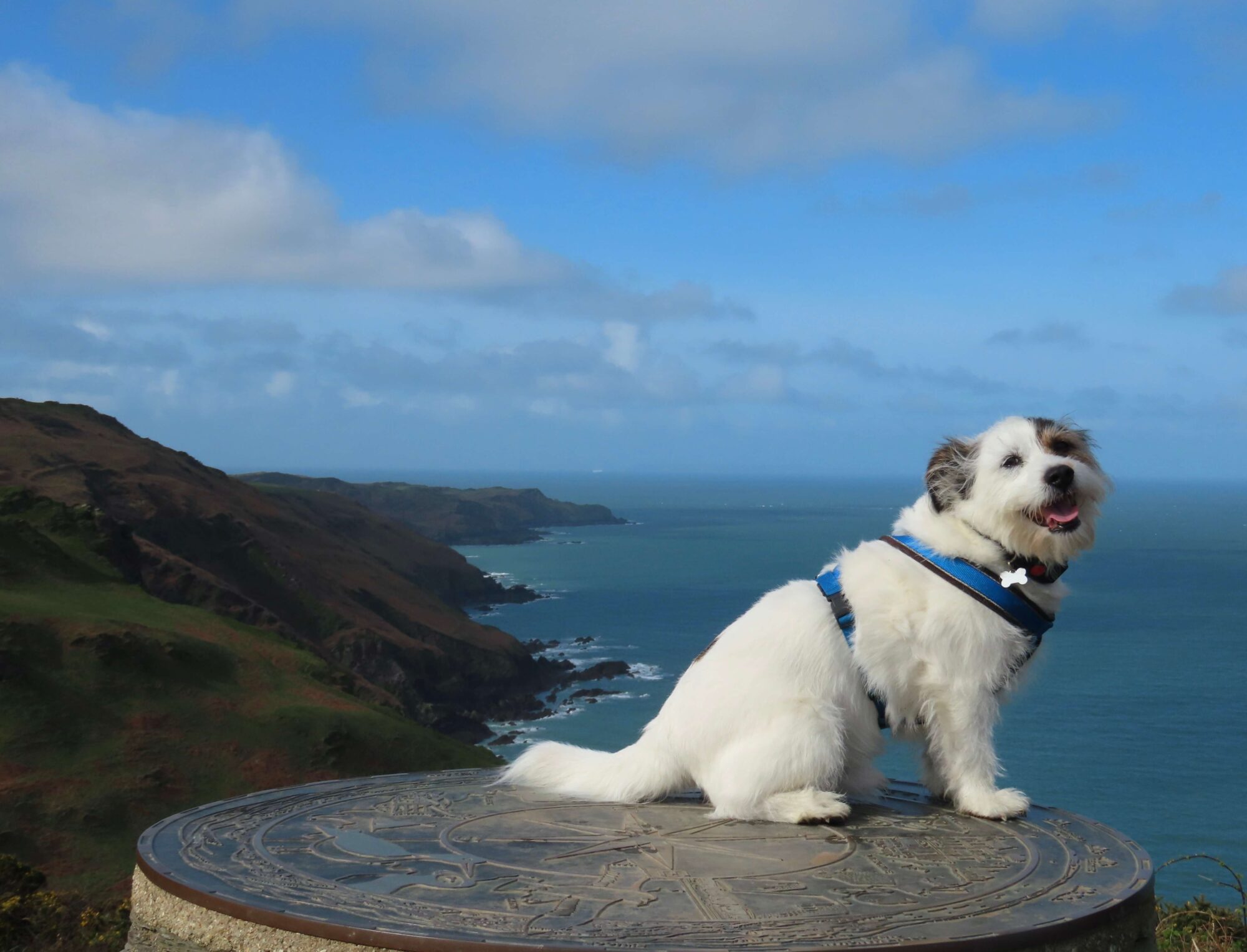 A small dog with coastal views behind of the South West Coast Path North Devon 