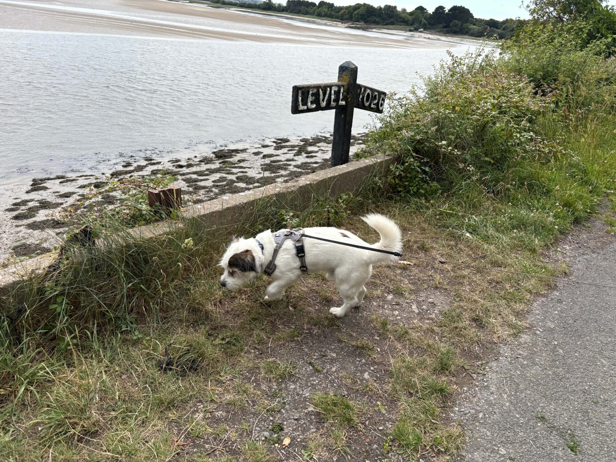 A small dog takes a walk along the South West Coast Path in North Devon