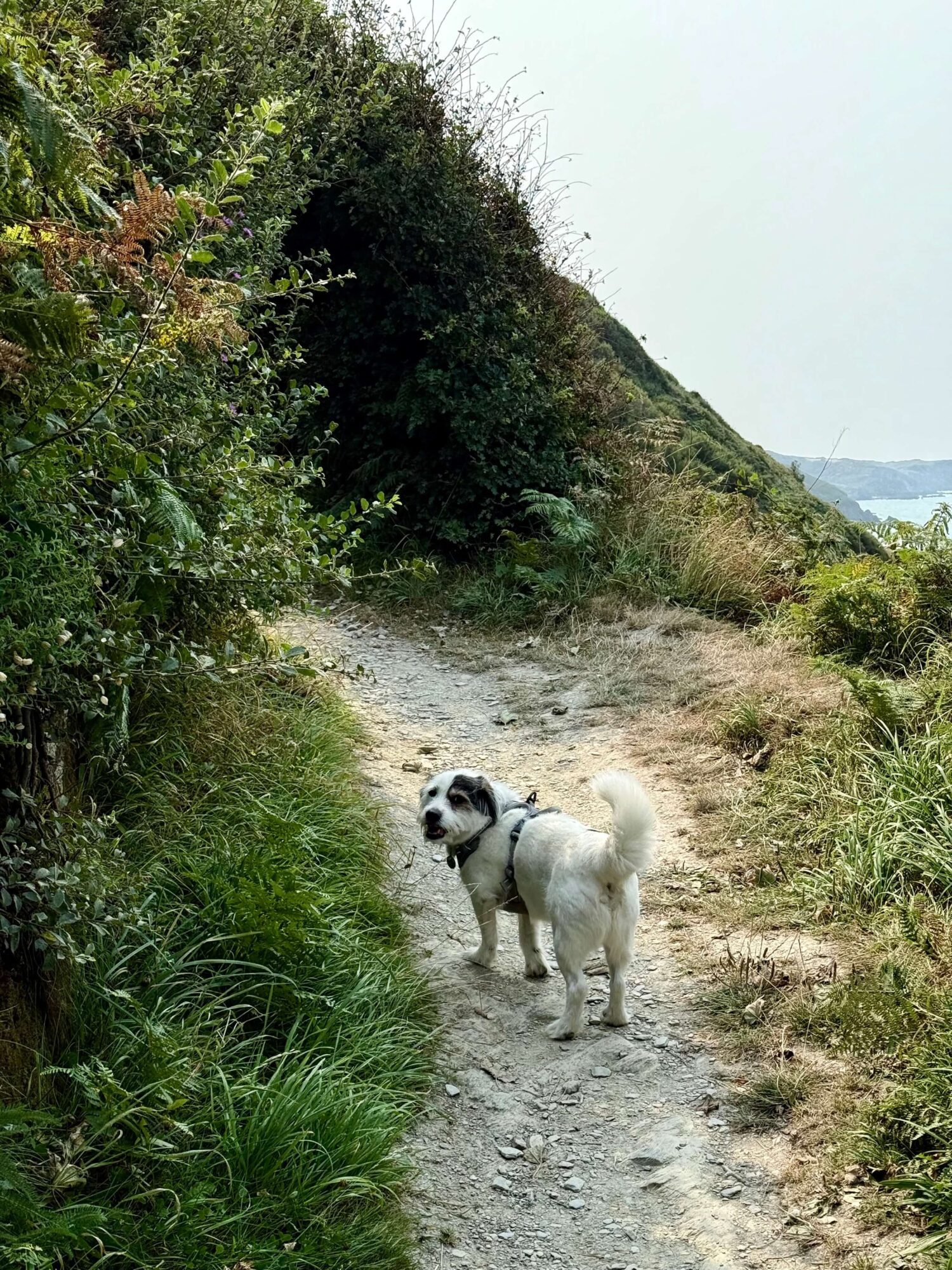 A small dog takes a walk along the South West Coast Path in North Devon